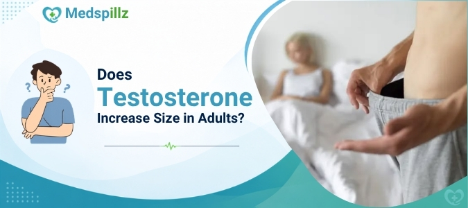 Does Testosterone Increase Size in Adults?